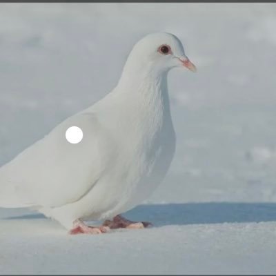 As_Sebur's profile picture. A civil Engineer by Profession who is concerned the path the World is heading