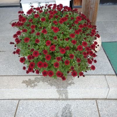 こまつ木場潟道の駅で菊の花束💐を販売しています、たまちゃんの花と言います🤗　
お花の他にも野菜も作っています✌️ 　DＭ、返信対応出来ない場合があります、ご容赦下さい🙏  #こまつ木場潟道の駅 #菊の花 #マイクロアスター #野菜