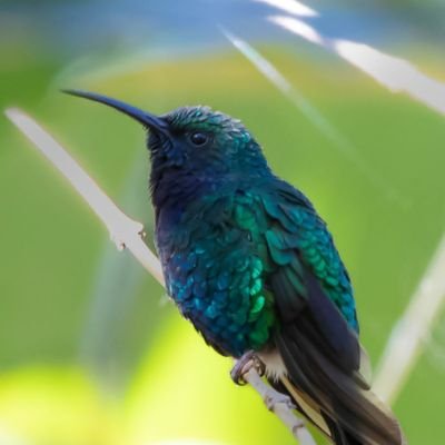 Bióloga-Ictiologa
Profesora Universidad Nacional de Colombia sede La Paz, Cesar Colombia