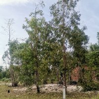 Cu Nguyen ❤️ Memecoin (@cunguye380) 's Twitter Profile