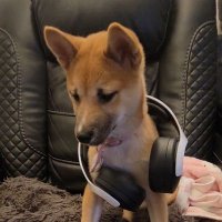 Ryu Tempest (@lordhellslinger) 's Twitter Profile