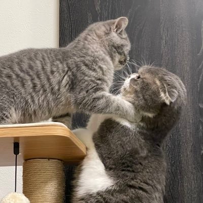 我が家のトトムンさんのプロフィール画像
