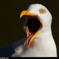 BG (@benjamin_g_m) 's Twitter Profile