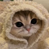 temporary (@temporaryval) 's Twitter Profile
