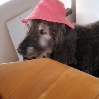 Lois Shugarr (@shugarrlois) 's Twitter Profile