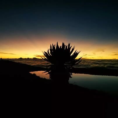 Indígena Boyacense que ama los Animales 🐕 la Naturaleza, la Música, la Adrenalina, la Fotografía 
 📸 ☯ 🤘🤪🤘