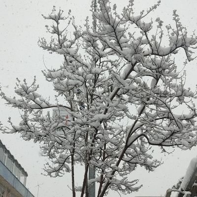 HseyinD77439487's profile picture. 