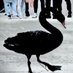 Wuhan Judicial Coup Swan Profile picture