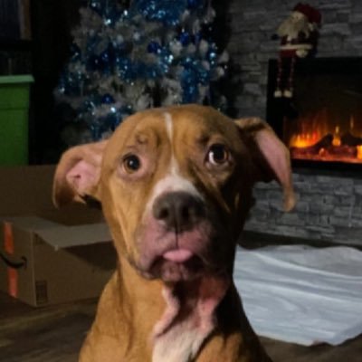 corderoreckart's profile picture. I’m just some Mexican scrounging for burritos and tacos