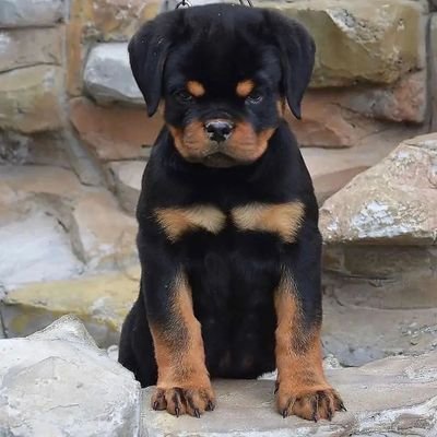 🐾 Daily Rottweiler Content 🐾
🖤 Follow To Join Our Rottweiler Community 📩 DM For Promotion 📩