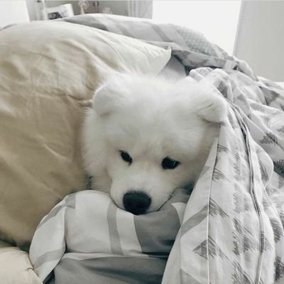 imfaryyy's profile picture. 