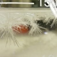 Chemist (@org_chemist) 's Twitter Profile Photo