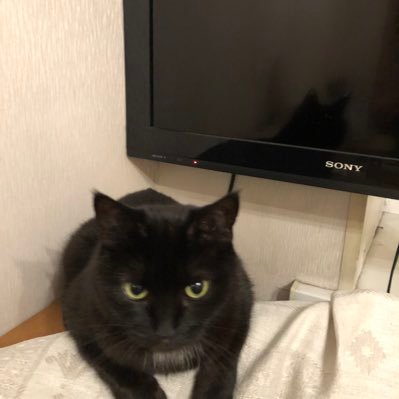 JuiPeola1's profile picture. 