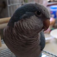 オカメポンポン (@shirococomint) 's Twitter Profile
