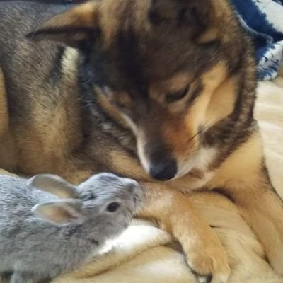 hirano_akiko's profile picture. 小さな町で英語教室をしています。老後の密かな夢は、自宅に洋書の図書室を作って、毎日オープンハウス。どなたも歓迎してランチとおやつでおもてなしすることです。
夫、息子、娘、元ノラはなちゃん🐶と暮らしてます。