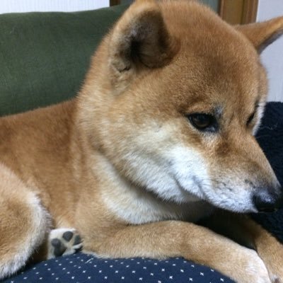 tomeno12's profile picture. 柴犬3匹と生活してます/晴れの国岡山/2014年7月1日生まれ:テツ♂/2021年9月30日生まれ:もも♀/2023年1月5日生まれ:むぎ♀