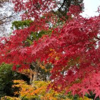 もみじ (@momiji_051015) Twitter profile photo