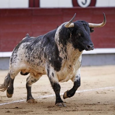 ¡Sin toro, no hay fiesta! Aragonés, Taurino y ESPAÑOL 🇪🇸