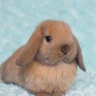 mnbd480's profile picture. just here to read tweets and retweet cute photos