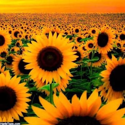 LiLi_Pianist's profile picture. https://t.co/7ryuGtPVVk