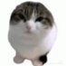 migo (@pancaku_ai) Twitter profile photo migo (@pancaku_ai) Twitter profile photo