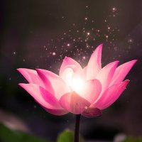 thanh Pham (@thanhph61271539) 's Twitter Profile