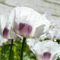 Alison Foster (@gardeninchemist) 's Twitter Profile