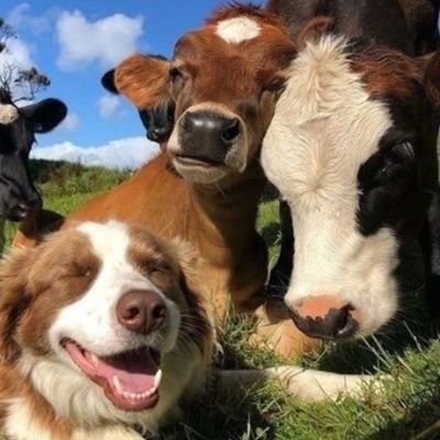 lichtermoe's profile picture. ✨🪐🌕
🌱🌎