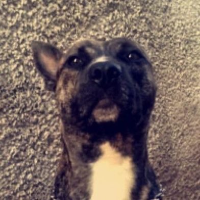 Maedrejw's profile picture. doido