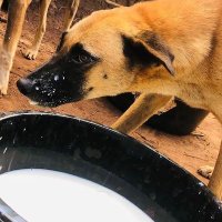 combined dog rescue (@combineddog) 's Twitter Profile