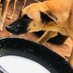 combined dog rescue (@combineddog) Twitter profile photo combined dog rescue (@combineddog) Twitter profile photo