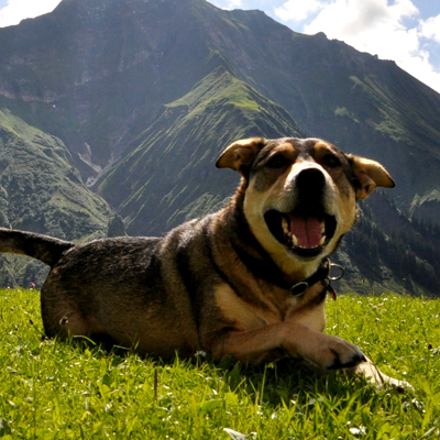 Auf Gutschein-Anton.de finden Sie tolle Angebote und Rabatte bekannter Hundeshops!