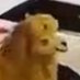 Dromedary Support (@saintamourmi) Twitter profile photo Dromedary Support (@saintamourmi) Twitter profile photo