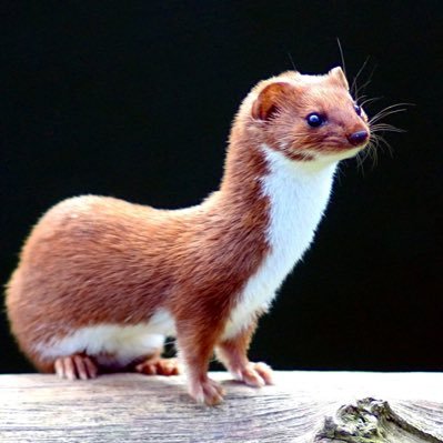 Ghost of the Weasel