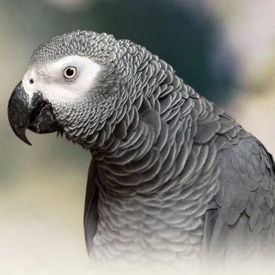 BirdieG564 Profile Picture