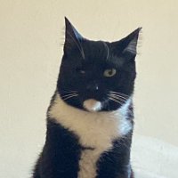 walterbeyazcurap (@kedywalter) 's Twitter Profile