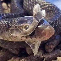 $ (@_the_ceo__) 's Twitter Profile