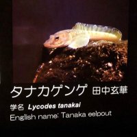 Yoshitaka Tanaka (@tanakay_evodevo) 's Twitter Profile Photo Yoshitaka Tanaka (@tanakay_evodevo) 's Twitter Profile Photo