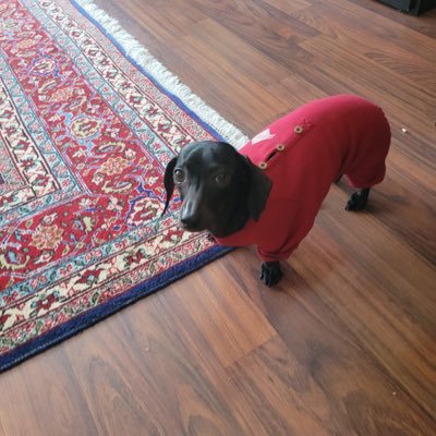 PutThePInPizza's profile picture. I tweet everything on my mind