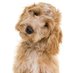 TeddyHearingDog (@hearingdogteddy) Twitter profile photo TeddyHearingDog (@hearingdogteddy) Twitter profile photo