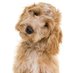 TeddyHearingDog (@hearingdogTeddy) Twitter profile photo