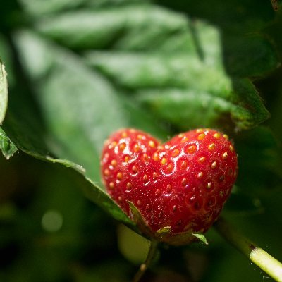 Marcel_Citron's profile picture. Individu à l'encontre de la tribu.