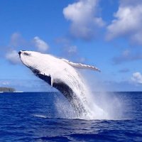 Pitcairn MPA (@pitcairnmpa) 's Twitter Profile Photo