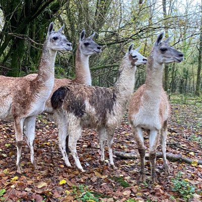 We aim to provide a long term home for any llama in need of assistance. Run by @pembsllamas