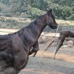 SaraBos11228748's profile picture. 肉体苦弱，机械飞升！