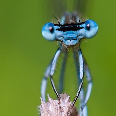 Observador de un mundo en declive condenado a la extinción