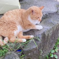 ここ🐈 (@23_rr5) 's Twitter Profile Photo ここ🐈 (@23_rr5) 's Twitter Profile Photo