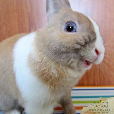 劉琴真さんのプロフィール画像