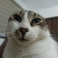 Doraemon el gato cómico(@10deyerbita) 's Twitter Profile Photo