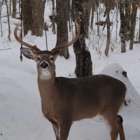 Maine Big Woods (@grayphillips17) 's Twitter Profile